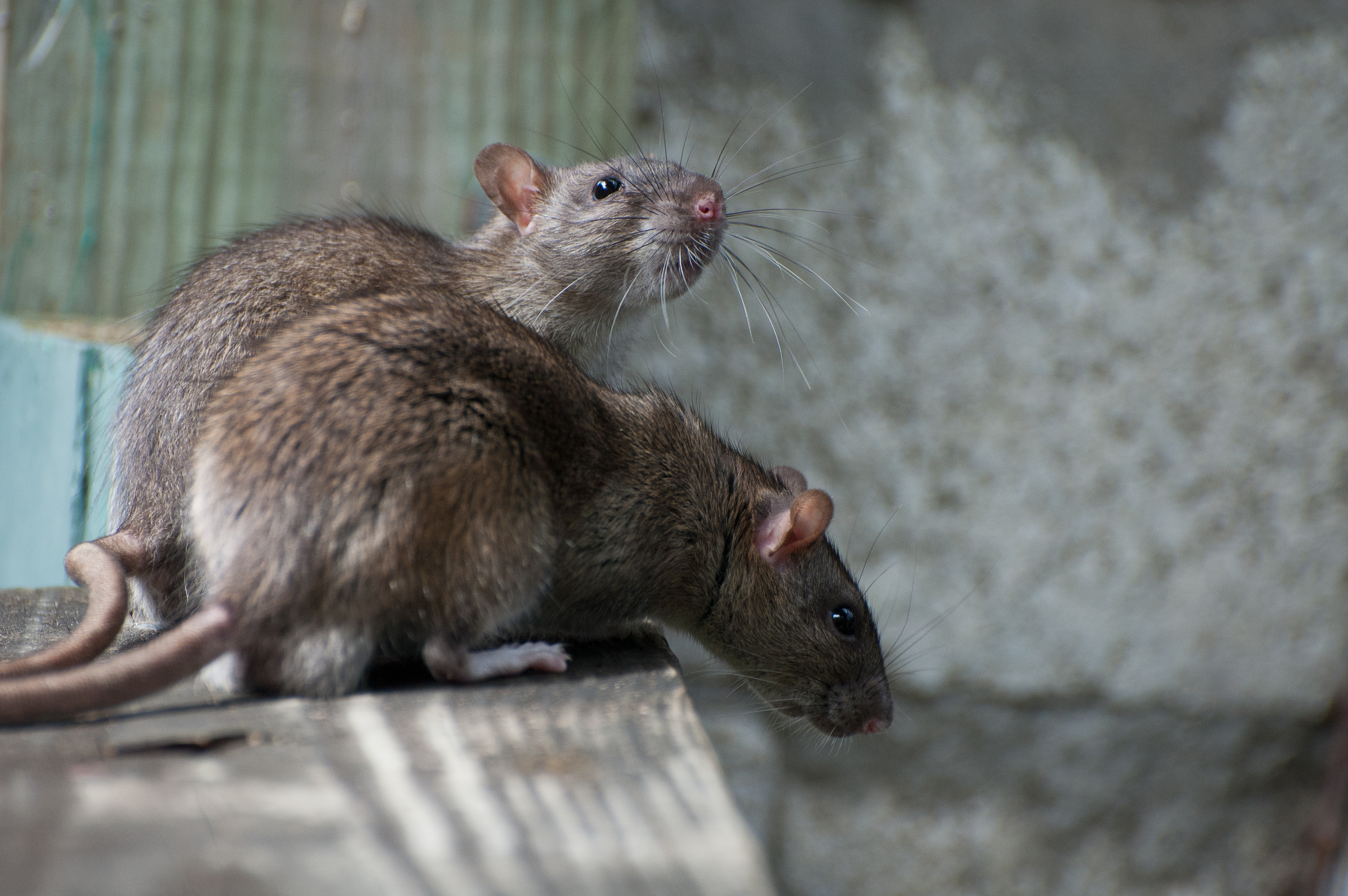 Pourquoi les rats ne mangent pas vos appâts ?