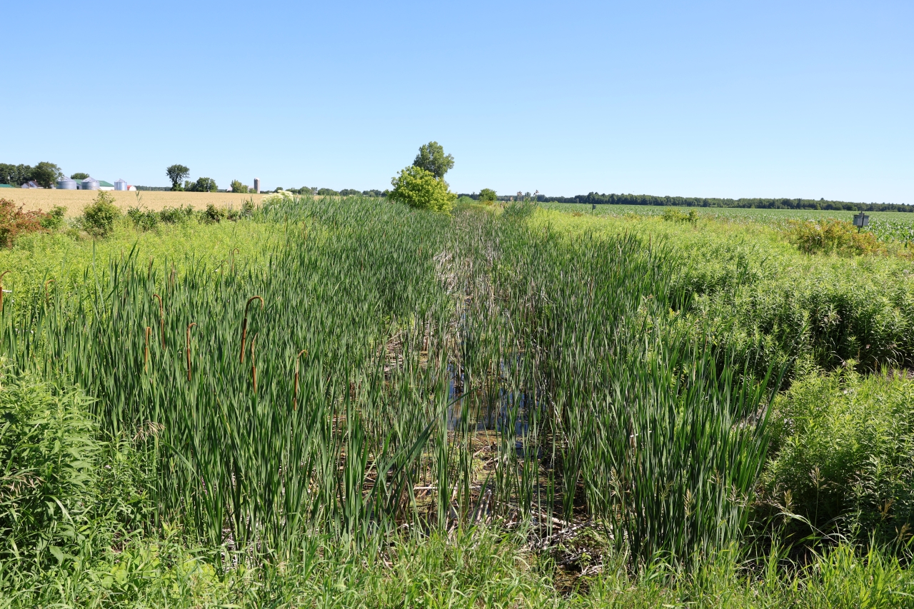 Bandes riveraines