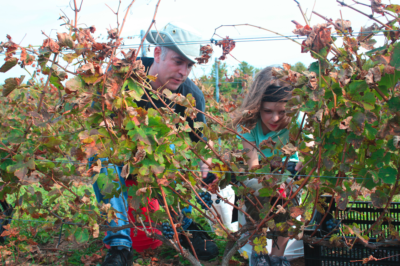 Article : ARRIVE EN CAMPAGNE - LES LÉVESQUE VISITENT LES VIGNES DES BACCHANTES!