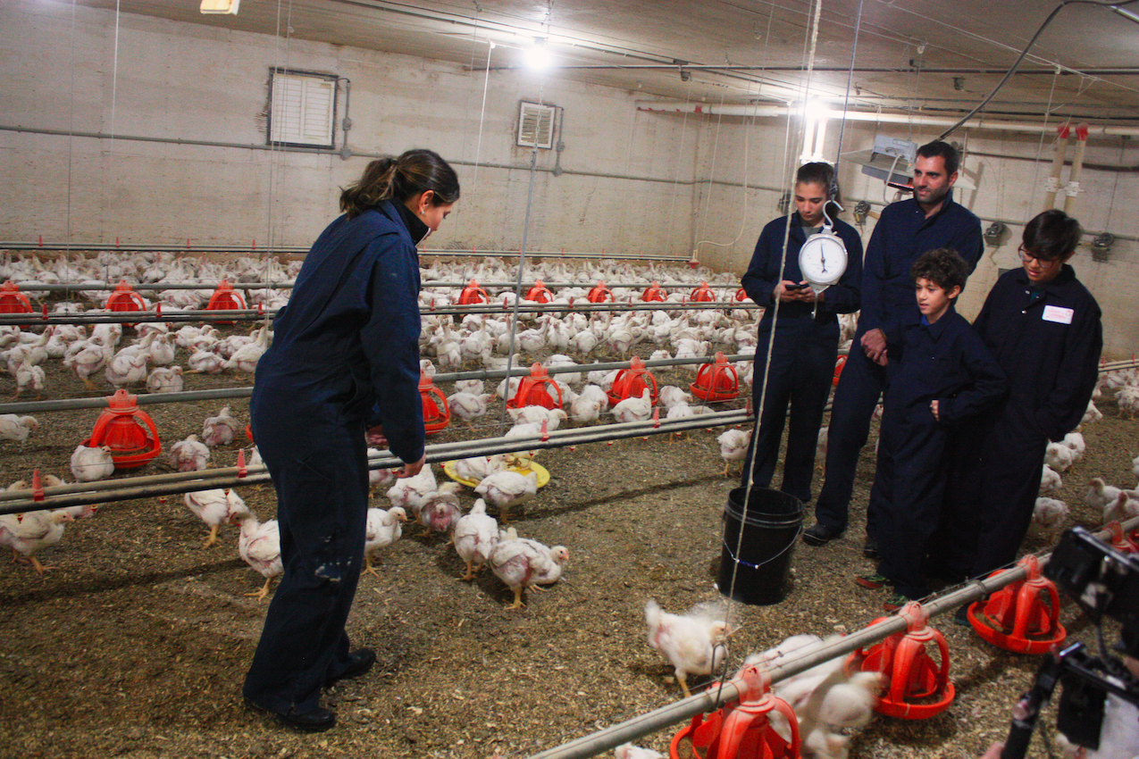 Les Sami-Ramirez tentent d'attraper un poulet!