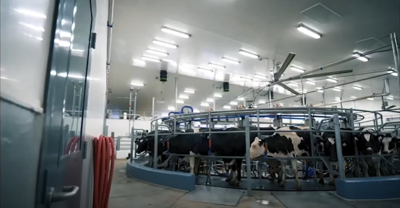 Carrousel de traite avec vaches laitières