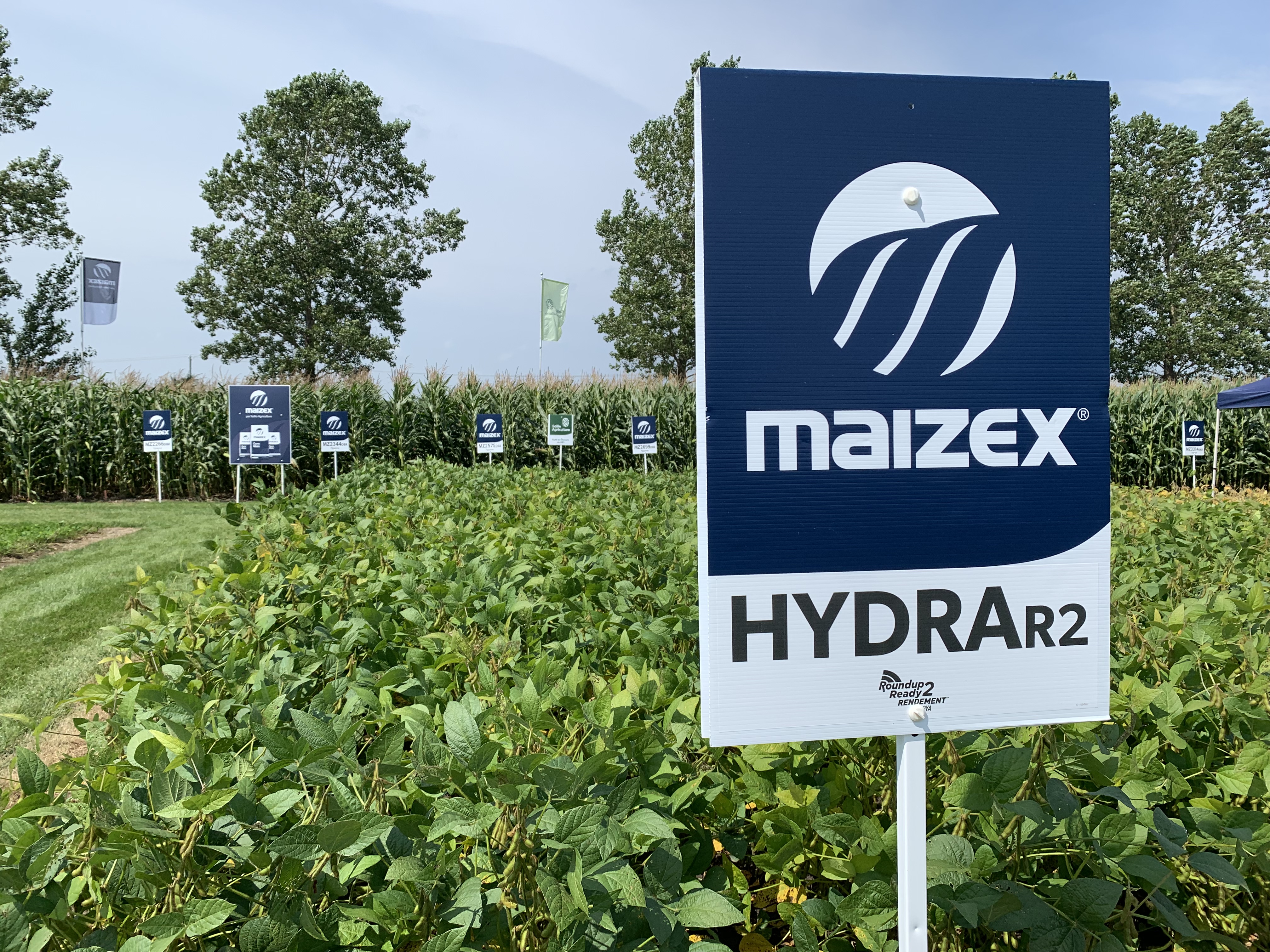 Parcelles de soya Maizex