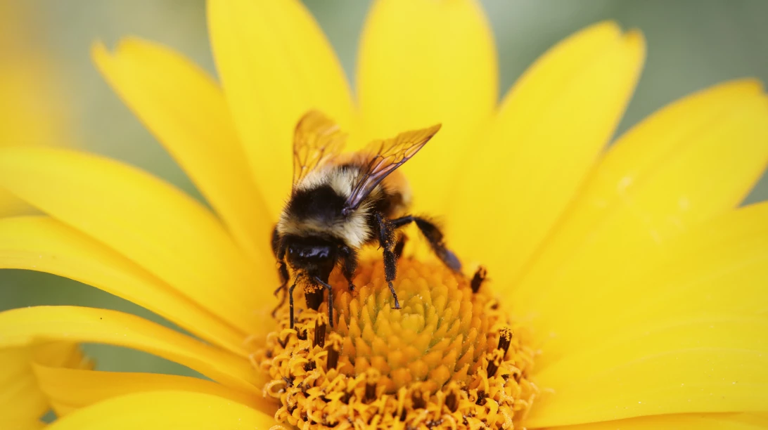 Abeille sur une fleur en train de récolter du pollen.