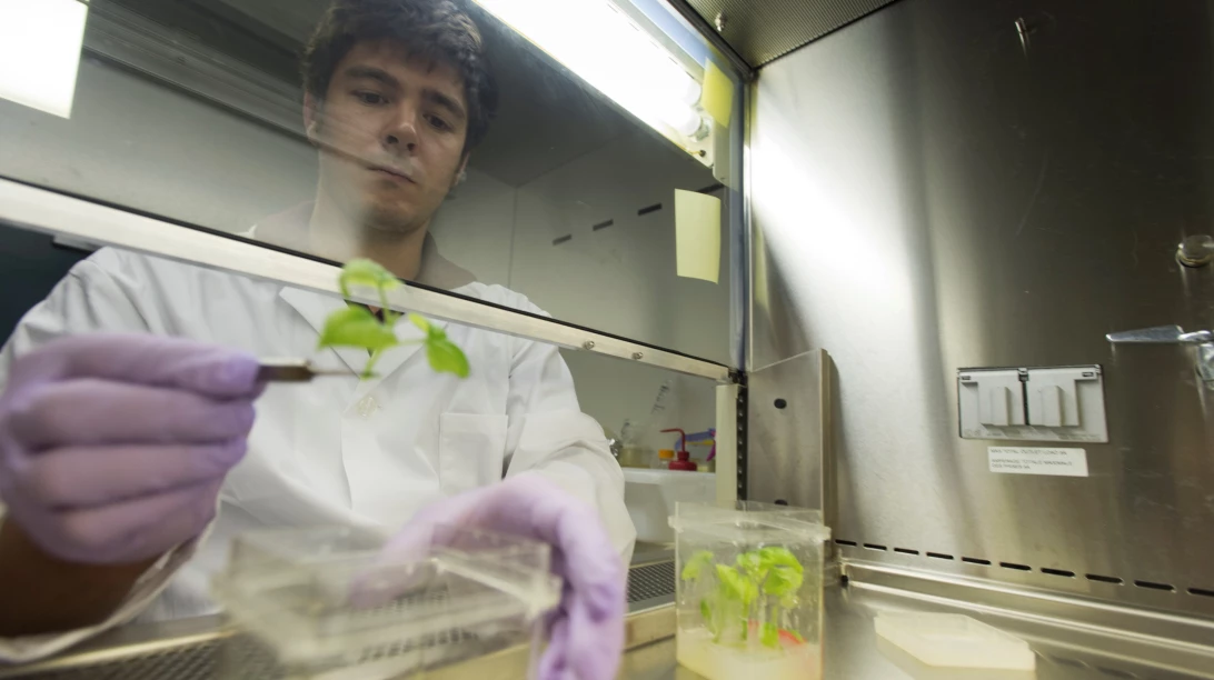 Scientifique en train de réaliser un test sur des plants de tabac.