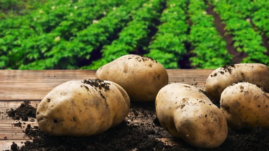 Champ de patates