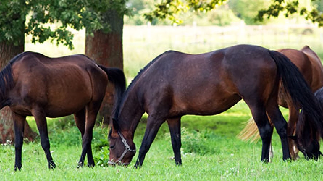 Chevaux en train de manger du gazon.