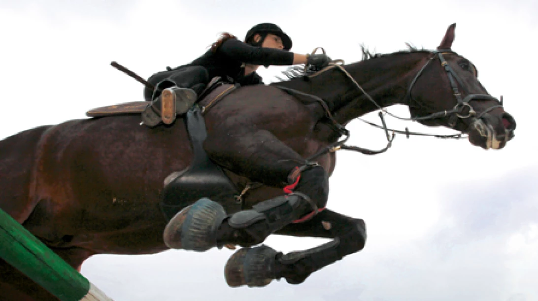 Cheval monté.