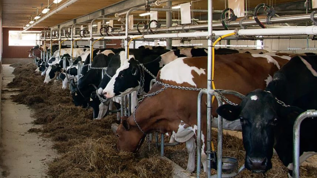 Image de vaches en train de se nourrir.