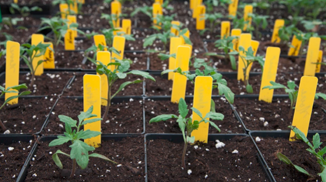 Engrais transplanteur