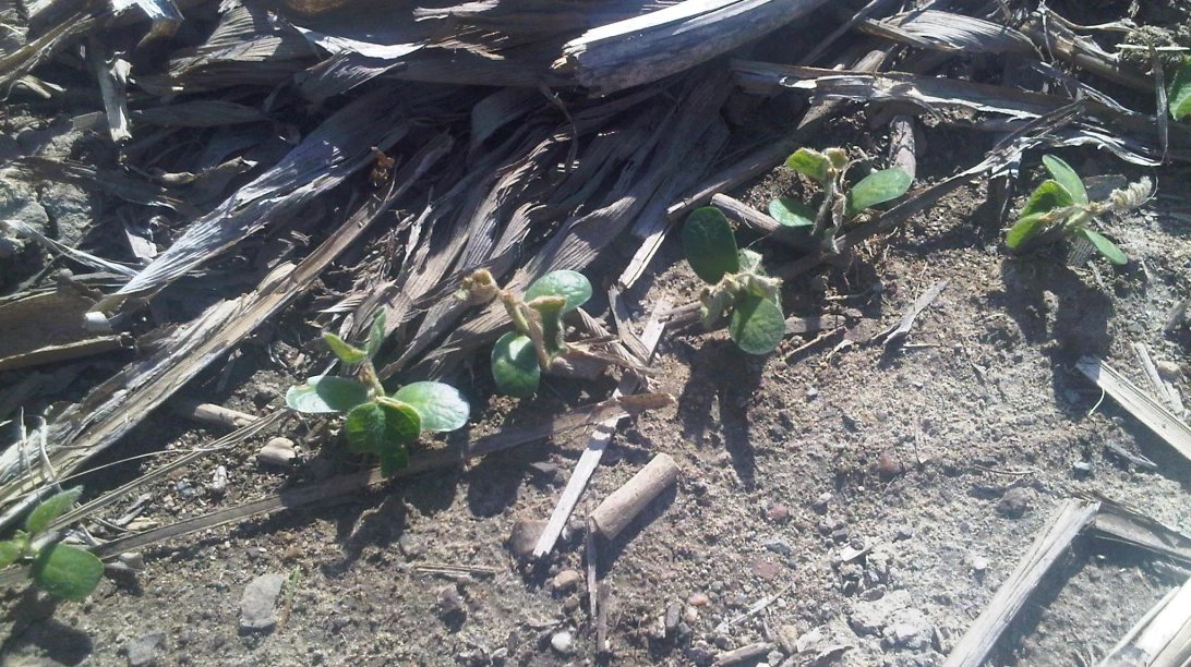 Plantes de soya endommagées par le gel au sol.