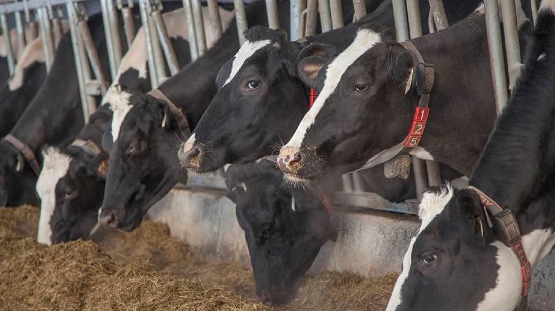 Vaches en train de manger.