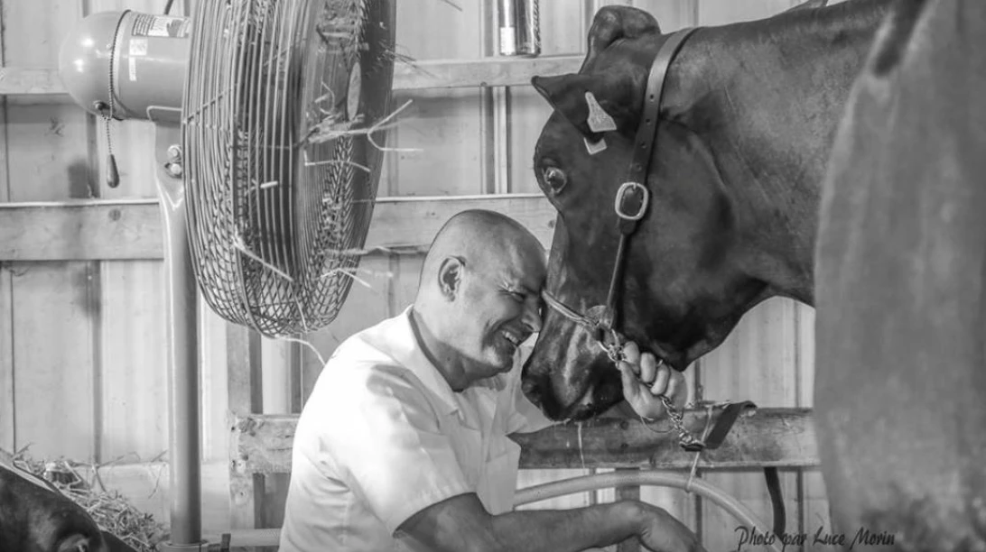 Photo de Philippe Couture semblant visiblement heureux en collant sa tête sur celle d'une vache.