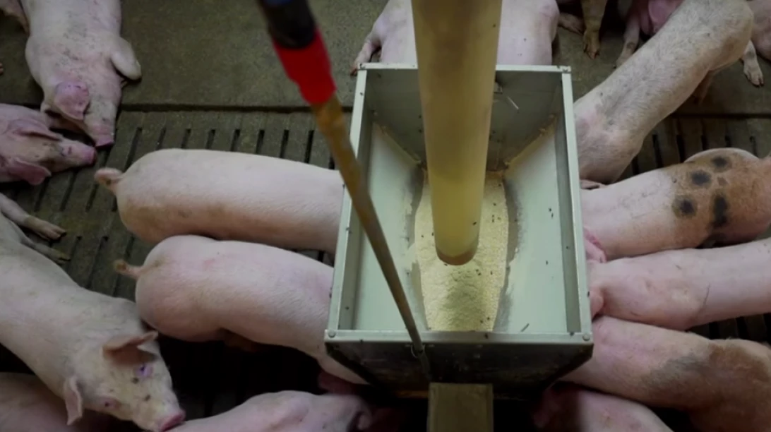 Photo de porcins en train de se nourrir.