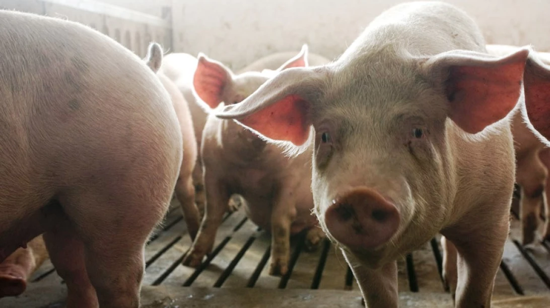 Plusieurs porcins dans un enclos.