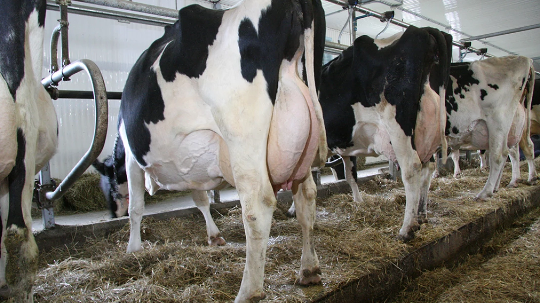 Vaches