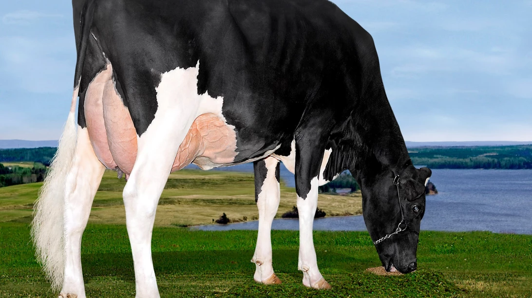 Vache Agrimatic Lavaman Starlette, Championne canadienne 1-an pour le gras.