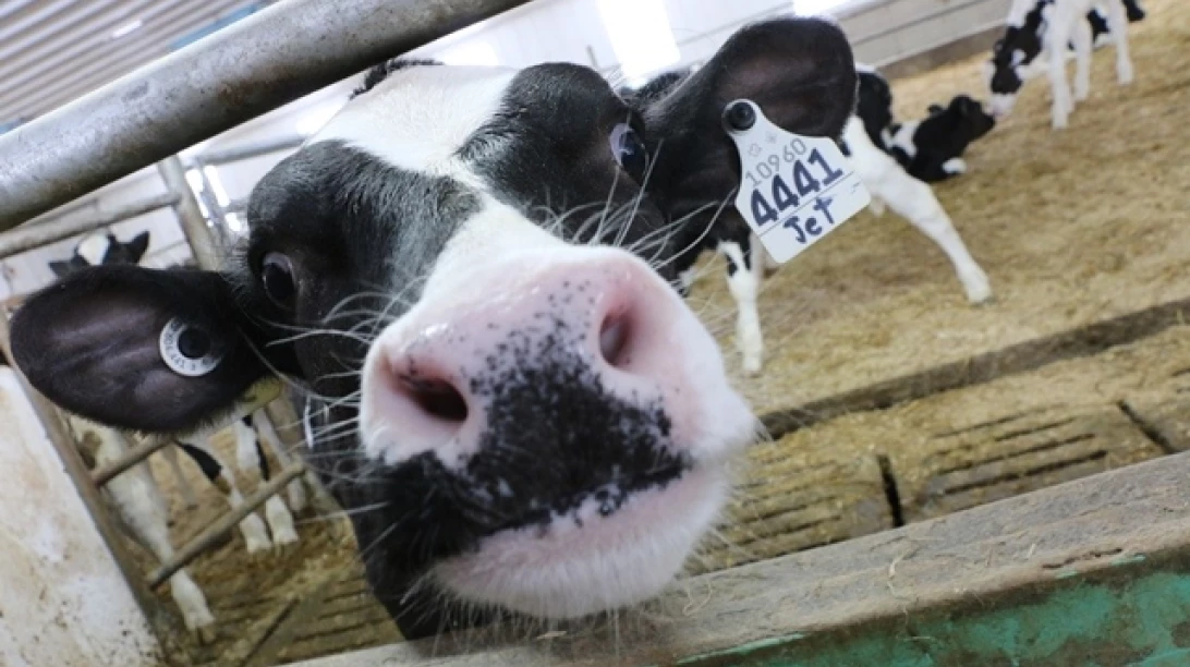 Vaches