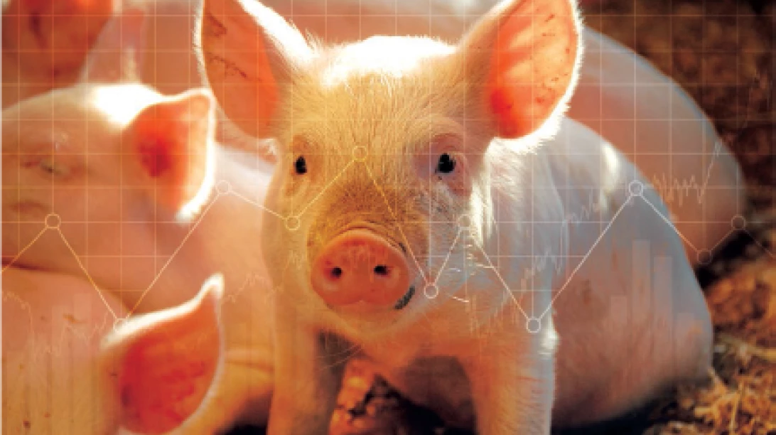 Cochon