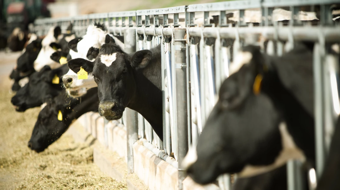 Image de vaches.