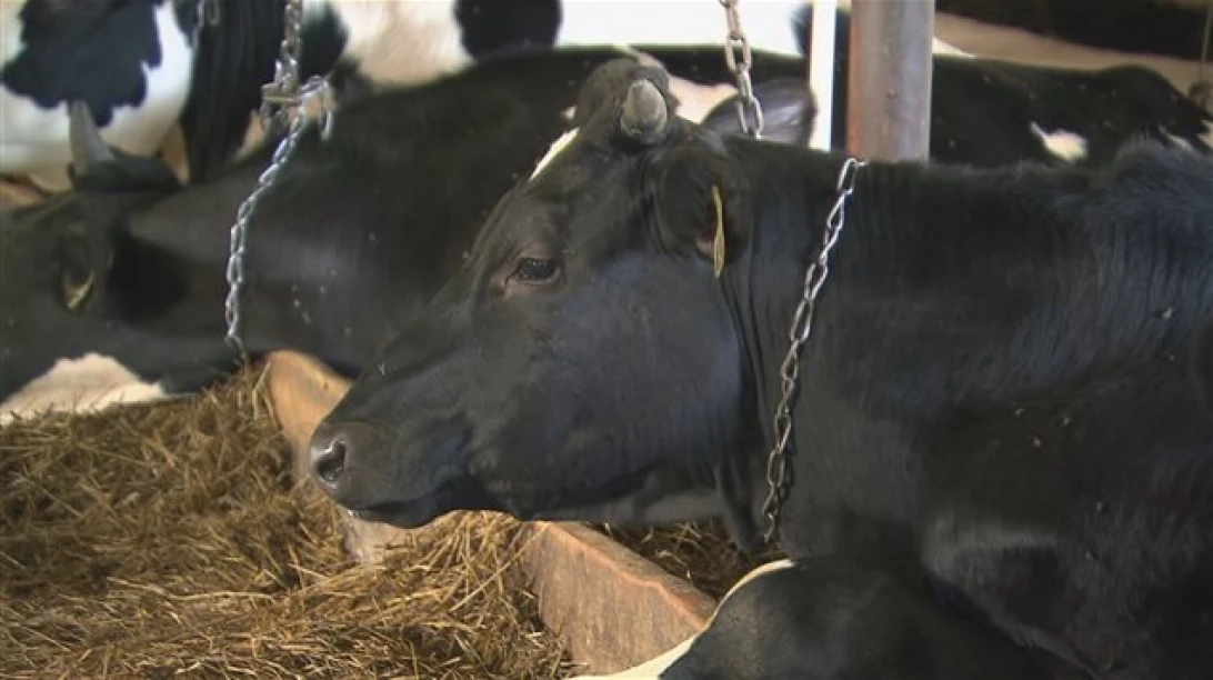 Vaches