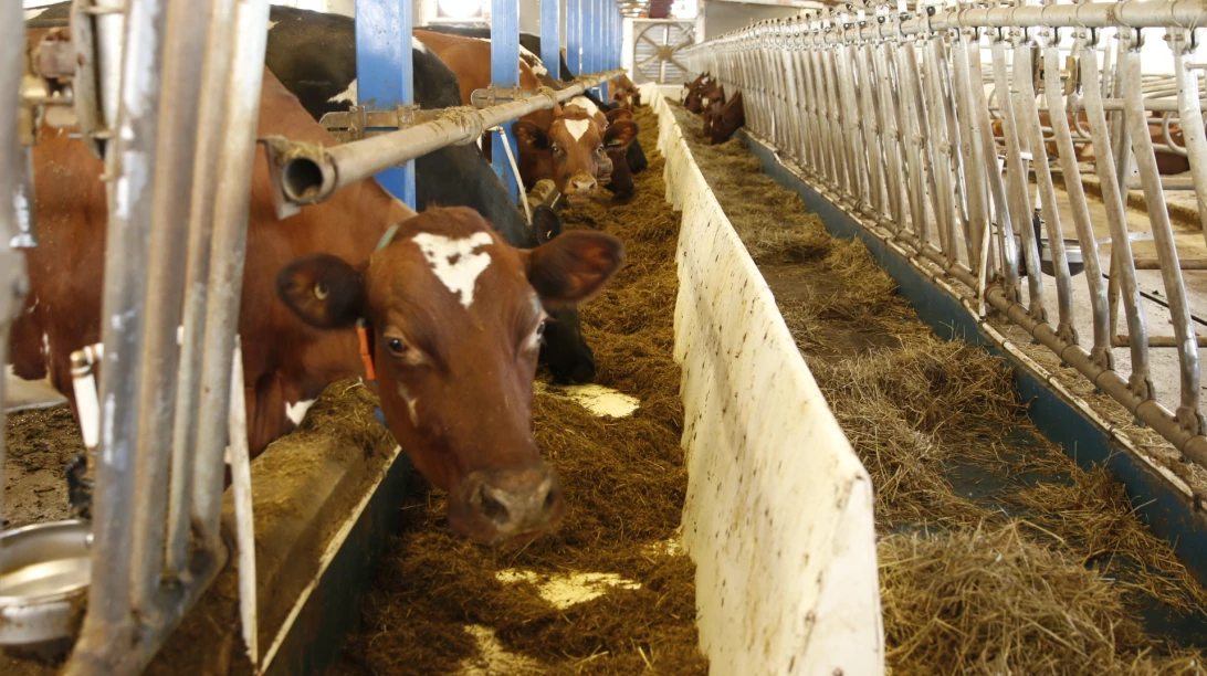 Photo de vaches Ayrshire en train de manger.