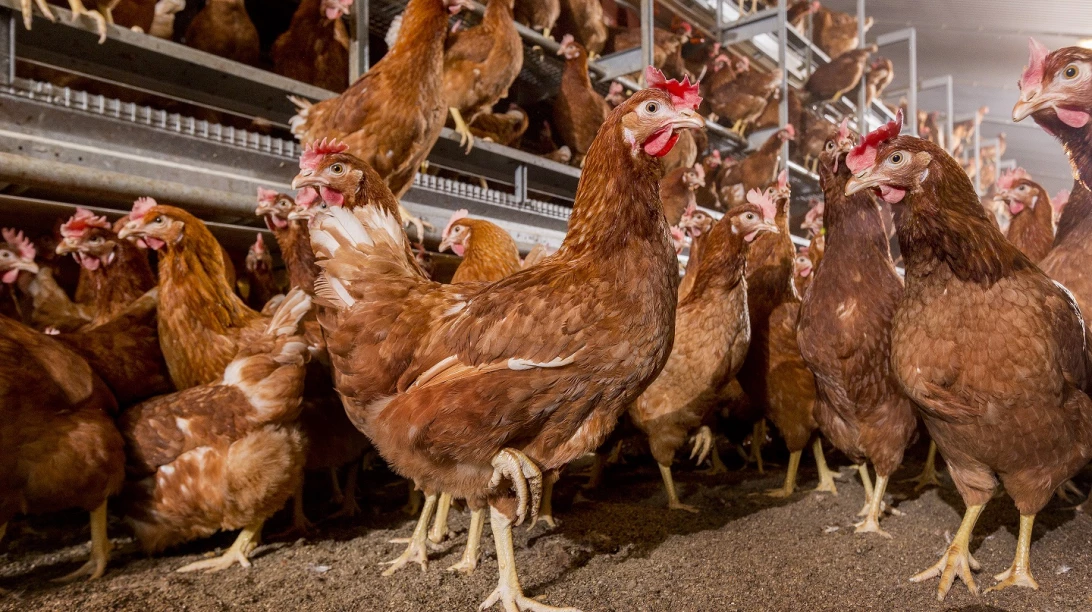 Poules