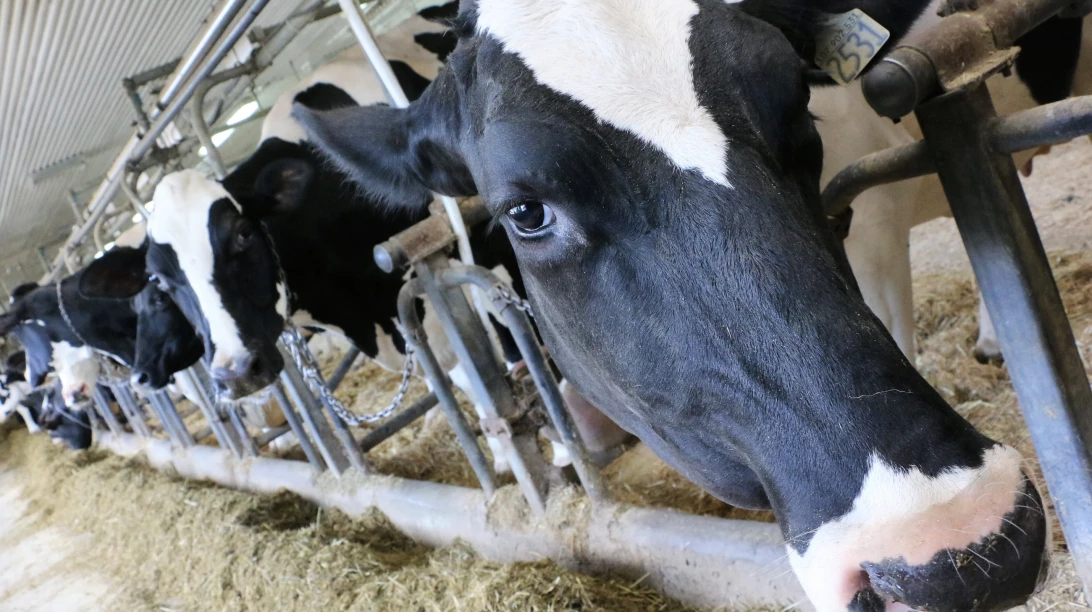 Vaches laitières.