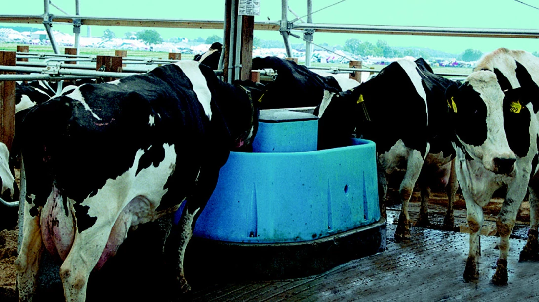 vaches2