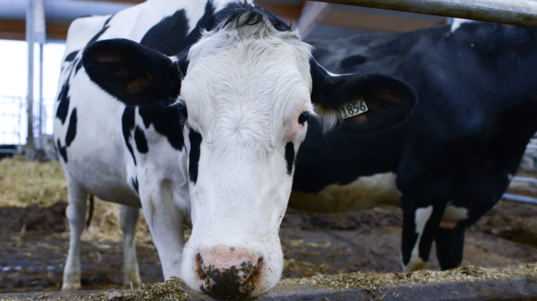 Photo de vaches en train de manger.