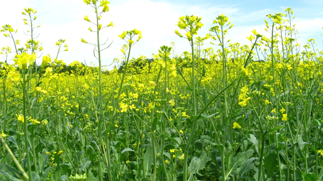 canola2