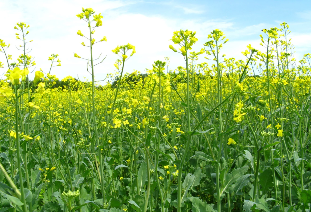 canola2