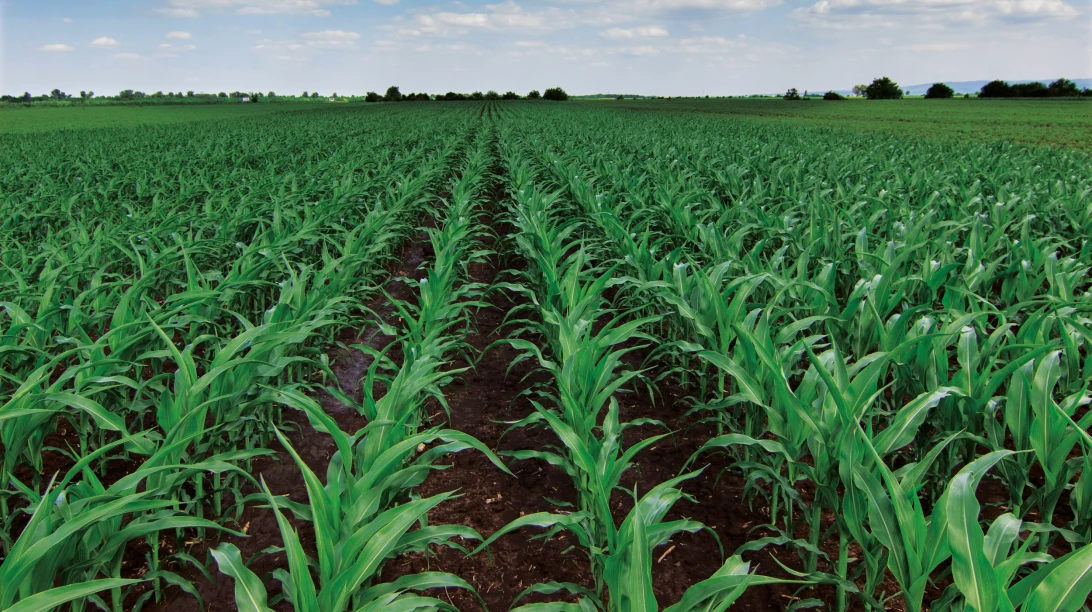 mais istock-641377606-2 fonce