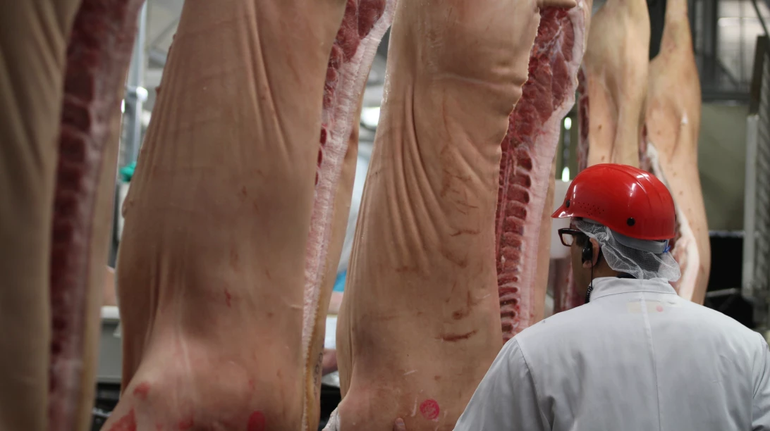 Transformation du porc à Olymel Yamachiche