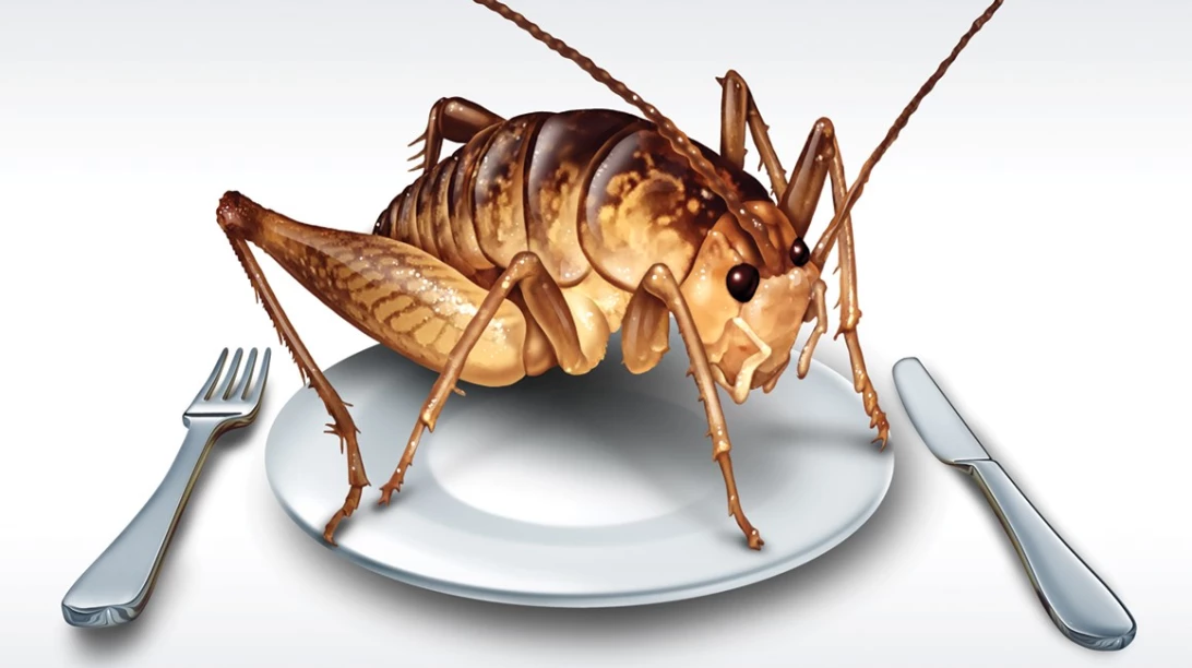 Insecte dans une assiette.