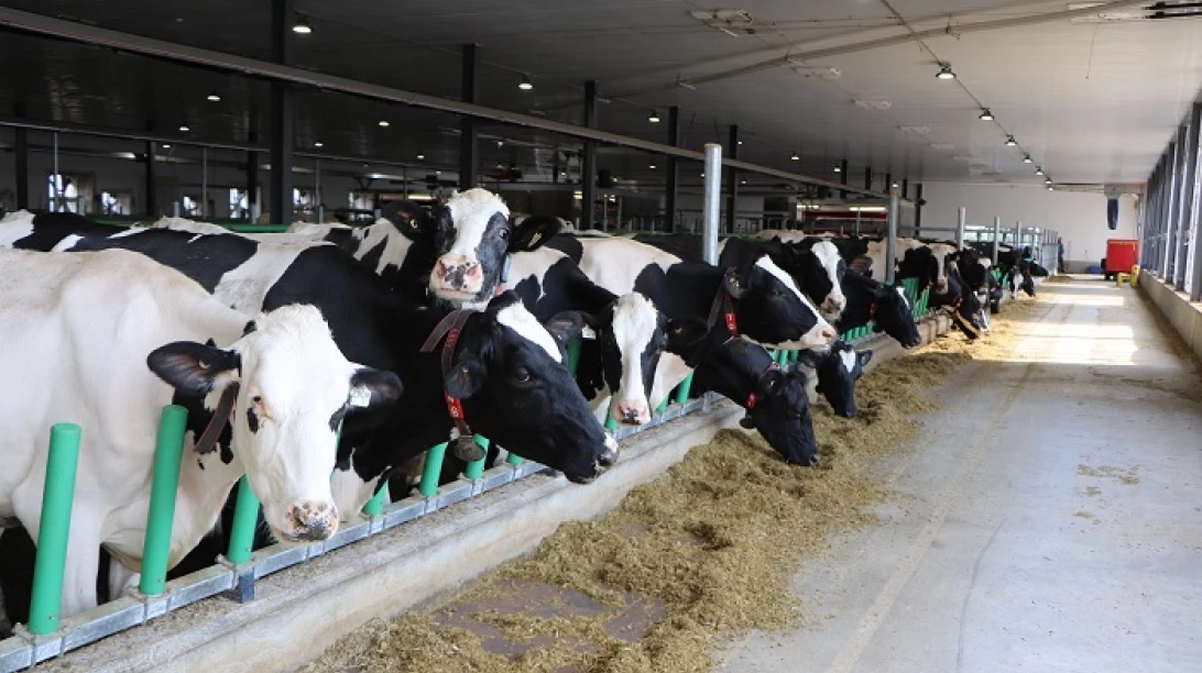holstein