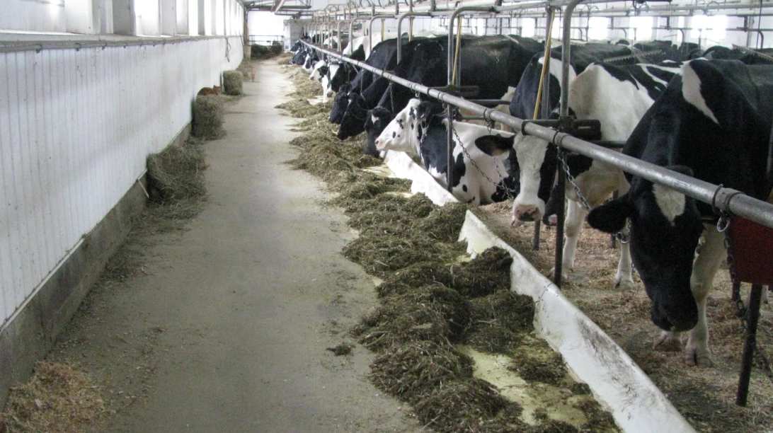 Vaches de la Ferme Drahoka.