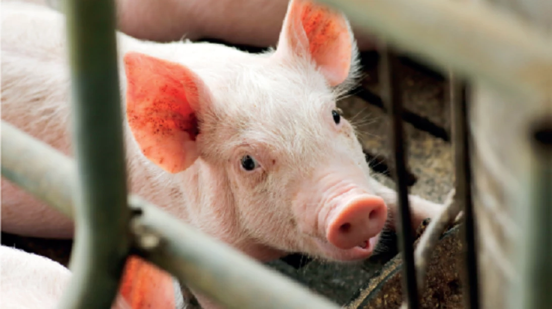 Porcins dans une cage.