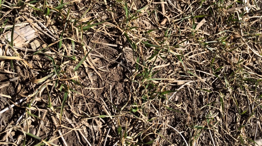 ble dautomne, survie l'hiver