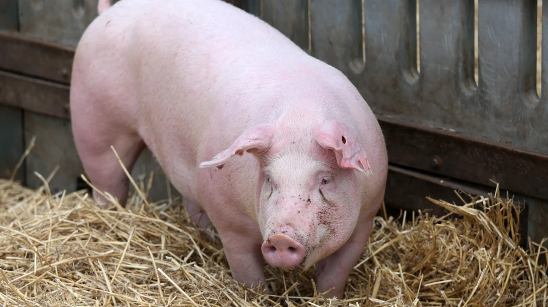 Porc dans un enclos.