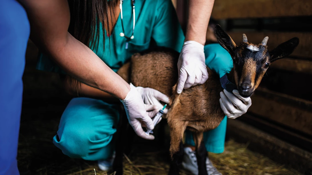 Vétérinaire donnant un vaccin à une chèvre.