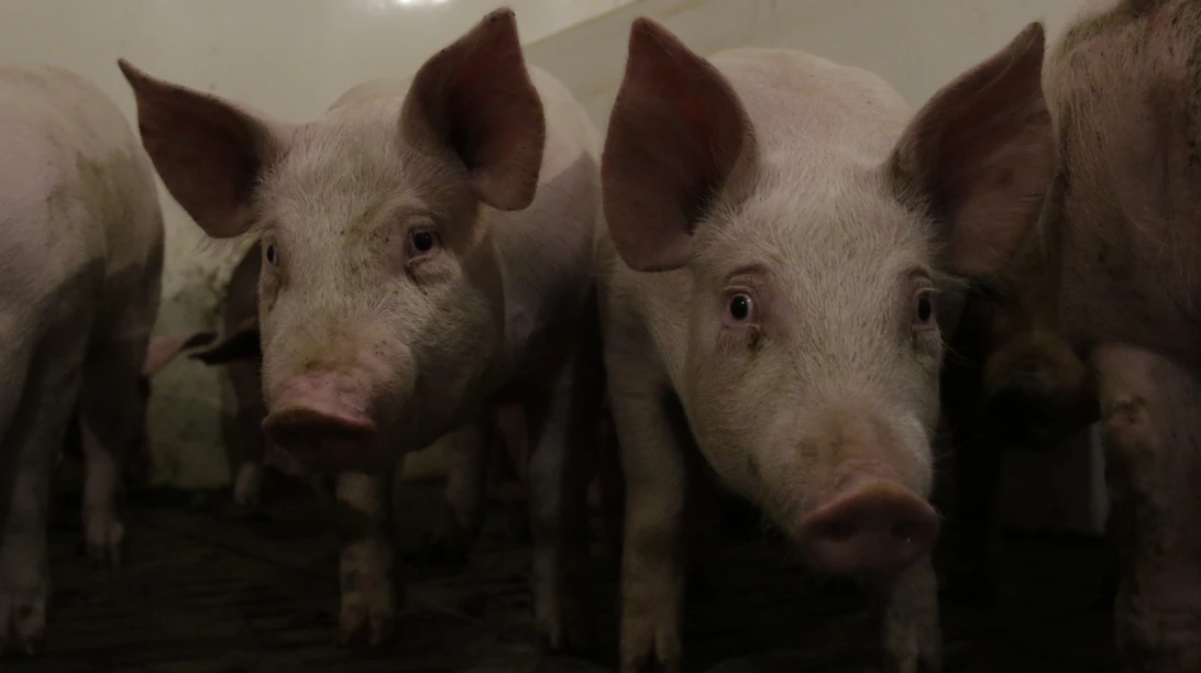 Plusieurs porcins à l'intérieur d'un bâtiment.