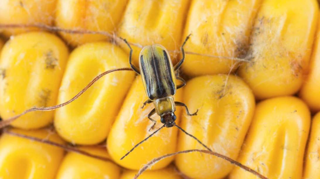 Insecte sur épis de maïs