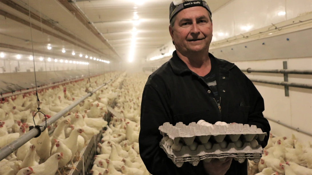 Homme ramassant des oeufs.