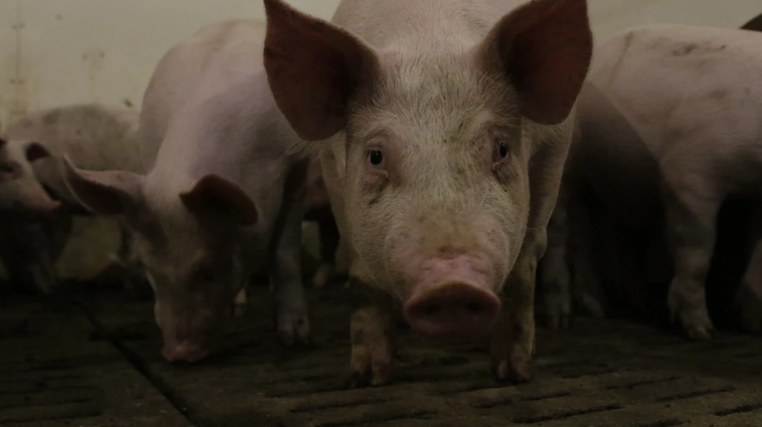 Porcins en train de se nourrir.