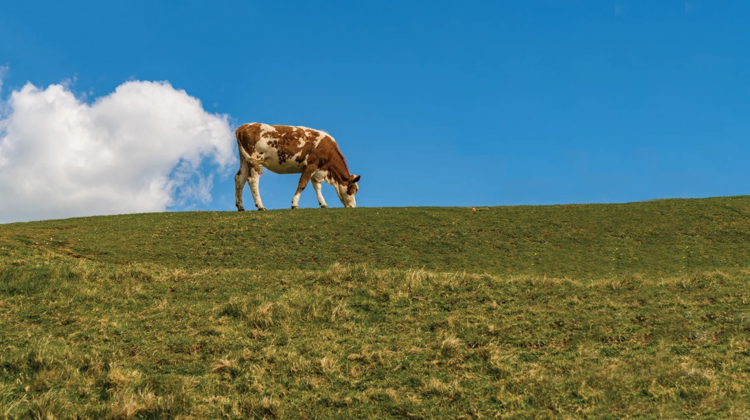 Vache dans un champ.