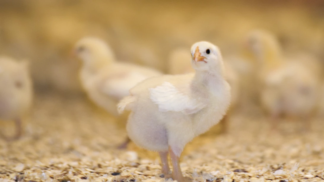 Poussin