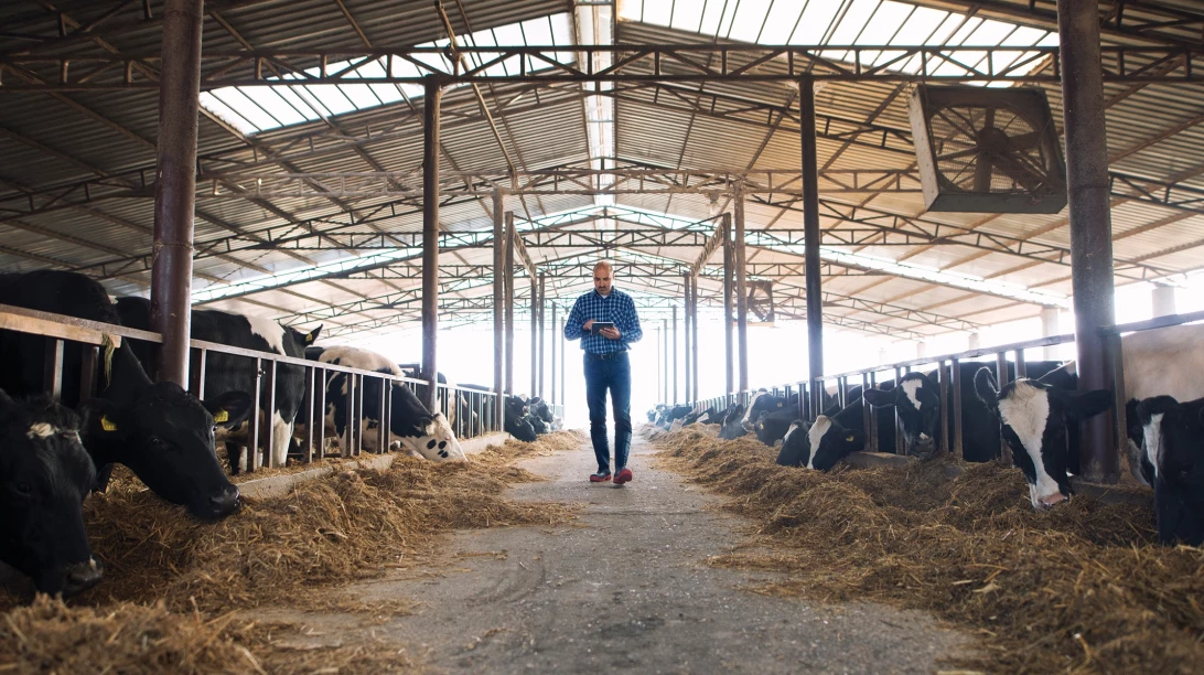 Homme gérant l'ambiance d'un bâtiment de ferme à l'aide d'un système de gestion.