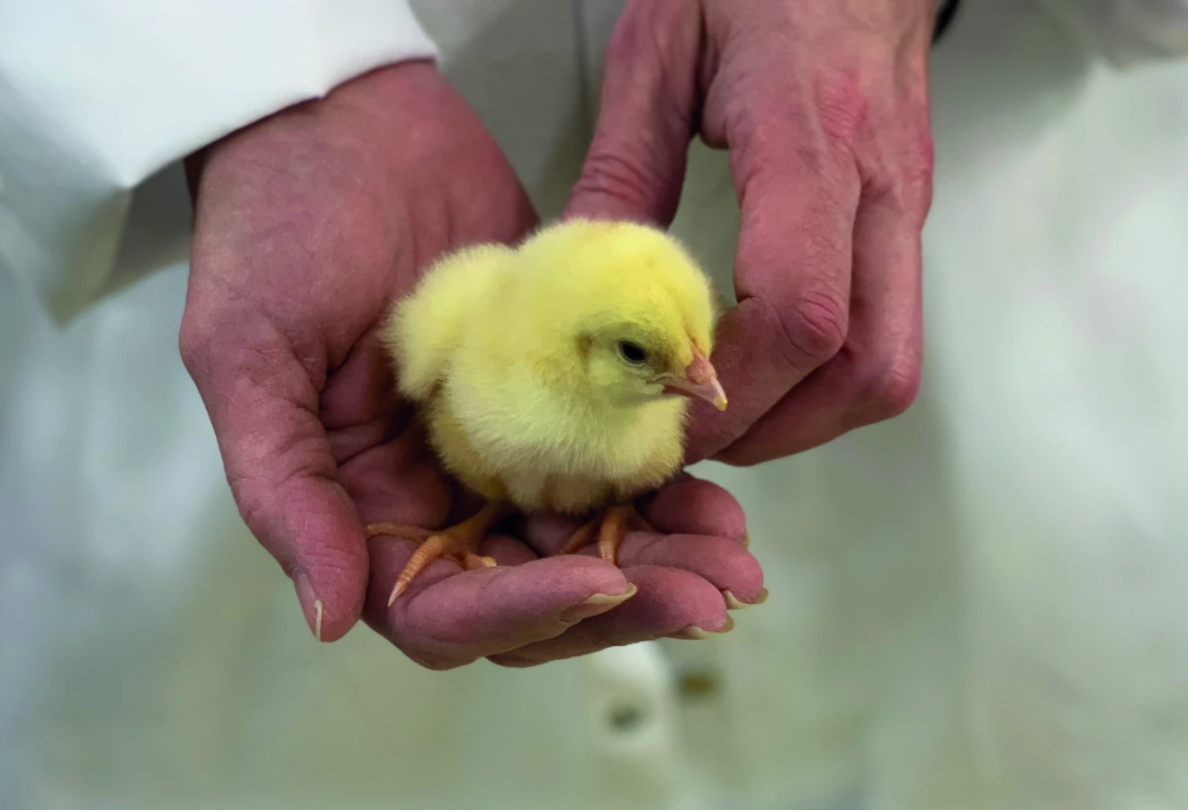 sollio-agriculture-conclut-lacquisition-du-couvoir-et-des-fermes-de-reproduction-de-groupe-real-cote
