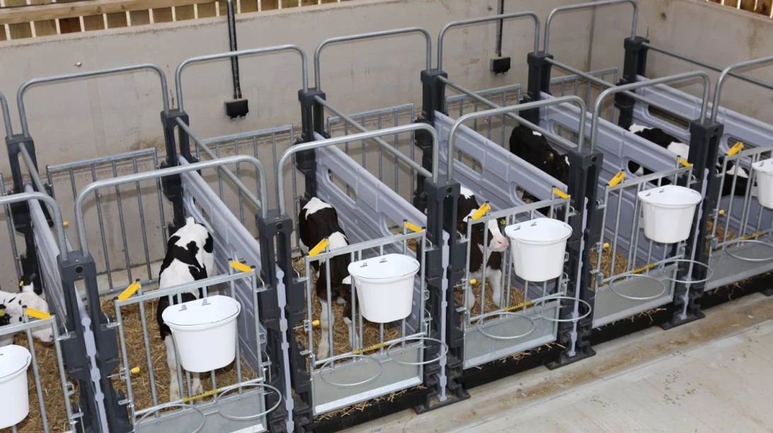 Photo d'enclos à vaches.