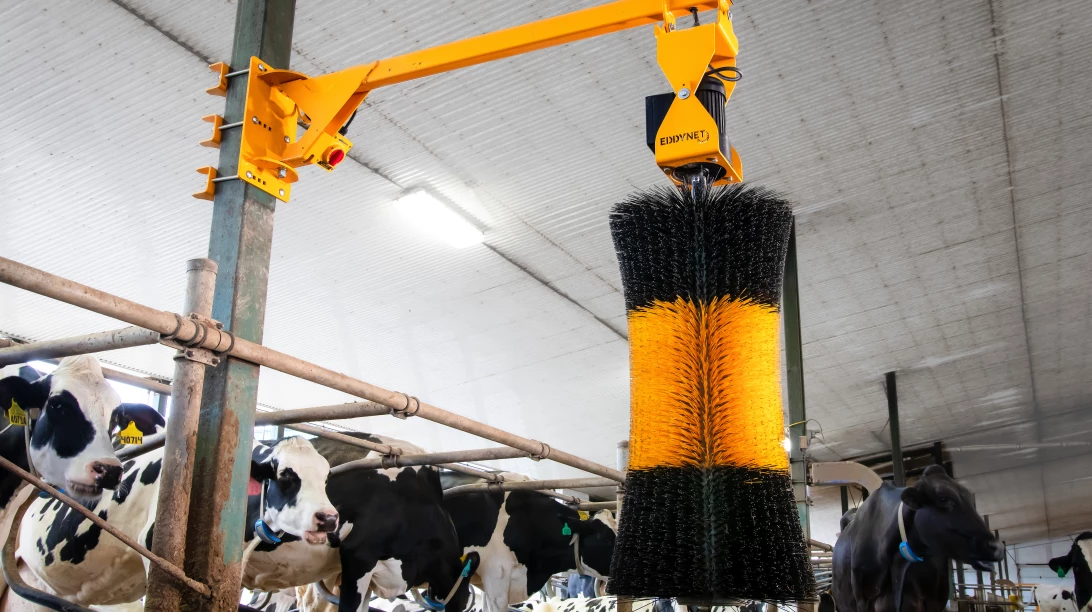 La brosse à vaches Eddynet.